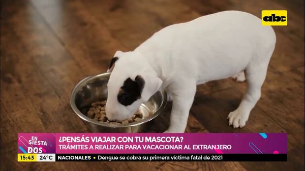 ¿Pensás viajar con tu mascota? Te contamos que trámites tenés que realizar (Parte 2) - Ensiestados - ABC Color