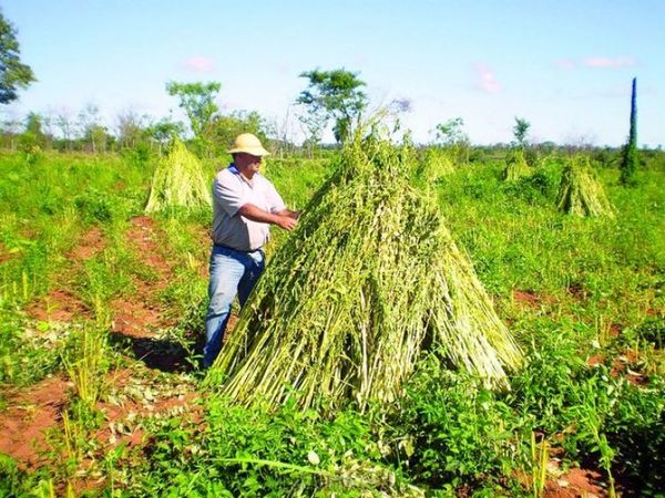 Inician cosecha de sésamo