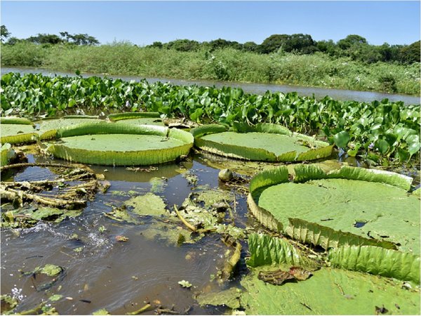 El Ministerio del Ambiente insta a cuidar la especie de yacaré yrupë