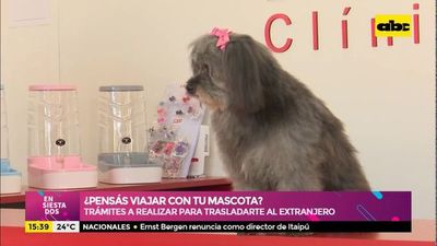 ¿Pensás viajar con tu mascota? Te contamos que trámites tenés que realizar (Parte 1) - Ensiestados - ABC Color