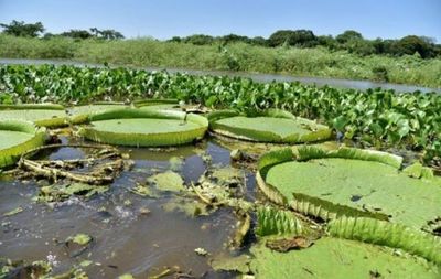 El Ministerio del Ambiente insta a cuidar la especie de yacaré yrupë