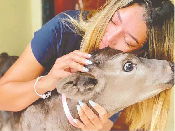 Para conquistarla le mandó una vaquita