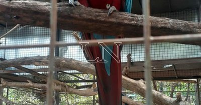 La Nación / Encarnación: mini zoológico rescata animales heridos, los cuidan y los devuelven a su área