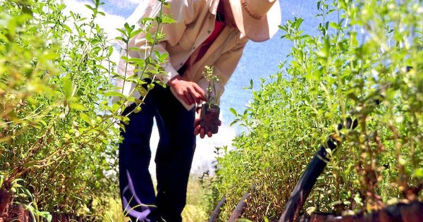 La Nación / Paraguay lidera producción de stevia y exportación de energía limpia a nivel mundial