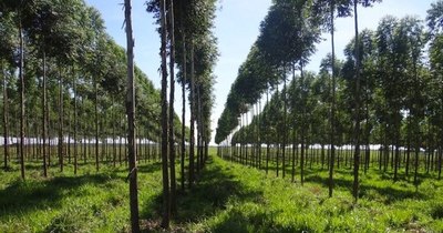 La Nación / Exportación de especies exóticas de plantaciones forestales fue exitosa