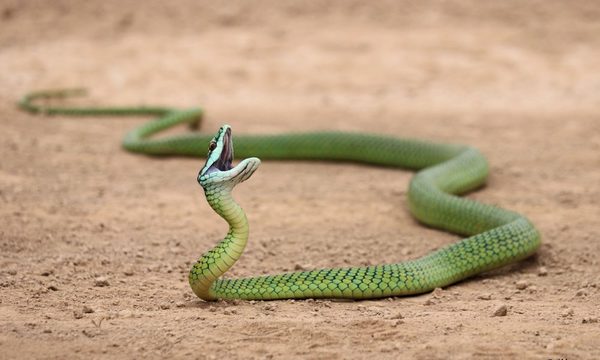 Paraguay tiene casi 130 especies de serpientes y solo 10% son venenosas