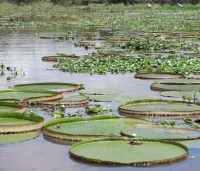 Articulan estrategias para la protección del Yakaré Yrupé
