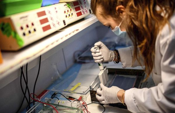 La secuenciación, una herramienta indispensable para rastrear el virus - Mundo - ABC Color