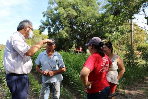 Sorgo forrajero con buenos resultados en área rural de Pilar | .::Agencia IP::.