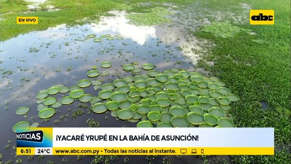 ¡Aparece el Yacaré Yrupé en la Bahía de Asunción! - ABC Noticias - ABC Color