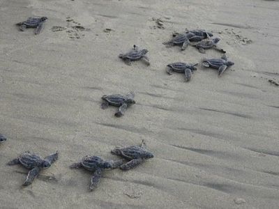 Histórica eclosión de tortugas Laúd, las más grandes del plantea