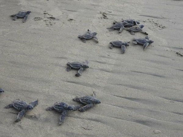Histórica eclosión de tortugas Laúd, las más grandes del plantea