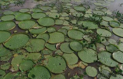 Multa de G. 8 millones para quien extraiga yacaré yrupê - Noticiero Paraguay