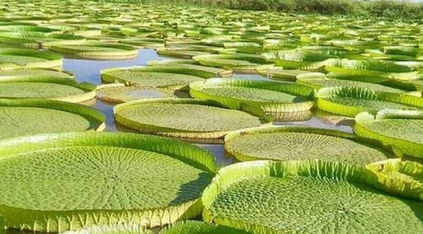 Volvió la atracción del Yacaré Yrupé, una especie de planta en peligro de extinción