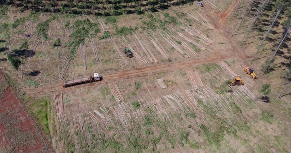 La Nación / Sector forestal prevé aumentar exportaciones este año