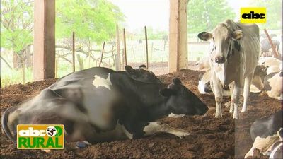 ABC Rural: Nutrición de vacas lecheras y algunos ejemplos a tener en cuenta - ABC Rural - ABC Color