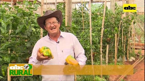 ABC Rural: Productor hortícola habla de cuanto creció con el uso de tecnología - ABC Rural - ABC Color