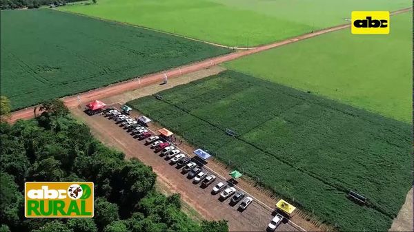 ABC Rural: Variedades de soja de Agrotec en Friesland - ABC Rural - ABC Color