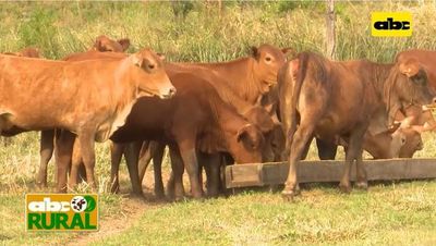 ABC Rural: Manejo nutricional de hembras de reposición en campo natural - ABC Rural - ABC Color