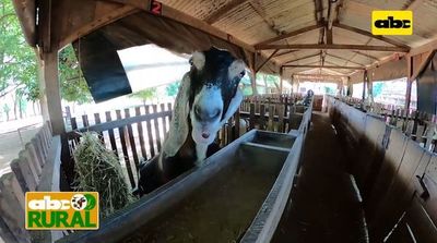ABC Rural: Situación de la producción de cabras en Paraguay - ABC Rural - ABC Color