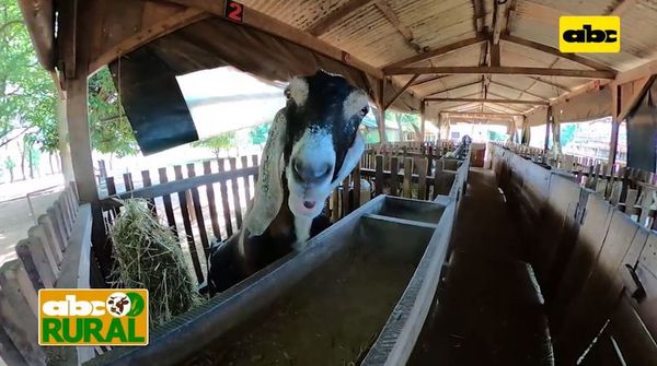 ABC Rural: Situación de la producción de cabras en Paraguay  - ABC Rural - ABC Color