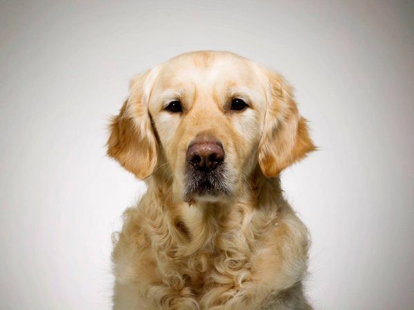 Fuerte aumento de demanda de perros durante la pandemia