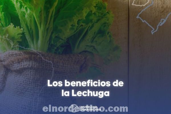 Universidad Sudamericana recomienda comer lechuga a diario, una gran fuente de nutrientes que beneficiará tu organismo