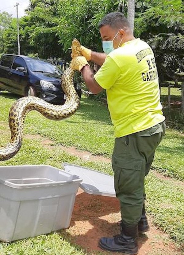 Crónica / Feroz kuriju estranguló a una gallina y asustó al rollo