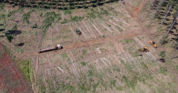 La Nación / Sector forestal prevé aumentar envíos este año