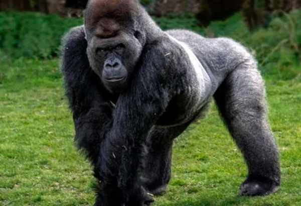 Gorila tratado con anticuerpos sintéticos superó caso grave de Covid-19 en EEUU