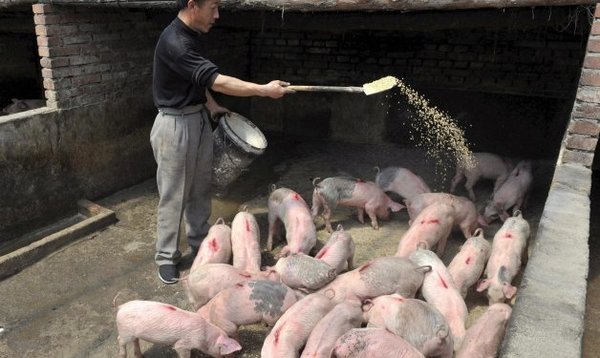 Detectan en China una nueva cepa de peste porcina africana