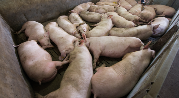 China: Detectan una nueva cepa de peste porcina africana | OnLivePy