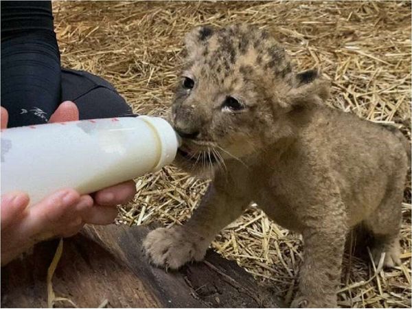 Cachorro de león nace en zoológico por inseminación artificial