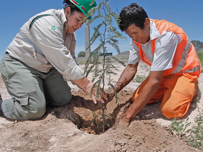 Cincuenta mil plantines repondrán el paisaje de la ruta Transchaco