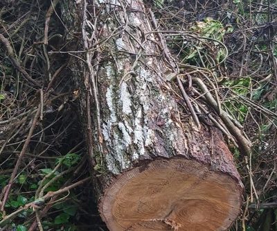 Detectan presunta tala indiscriminada de árboles nativos en Yguazú