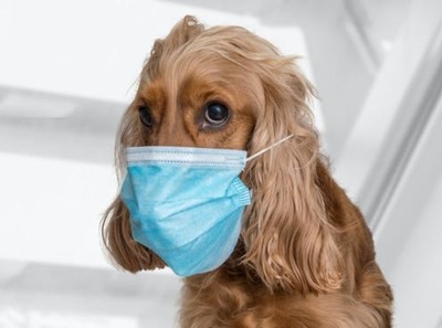 Los gatos y perros pueden necesitar la vacuna contra covid para frenar infecciones, según científicos