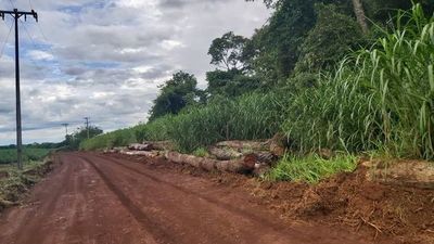 Constatan tala indiscriminada en Yguazú - ABC en el Este - ABC Color