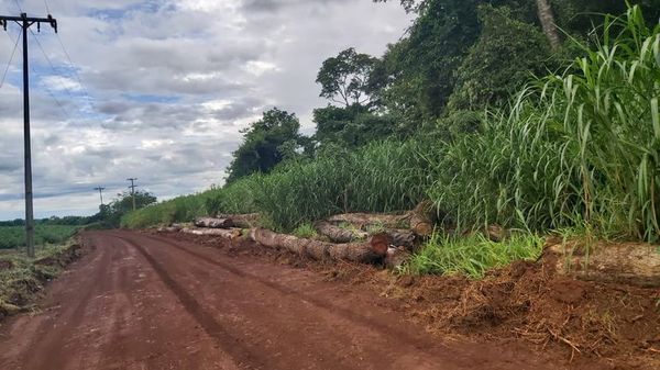 Constatan tala indiscriminada en Yguazú - ABC en el Este - ABC Color