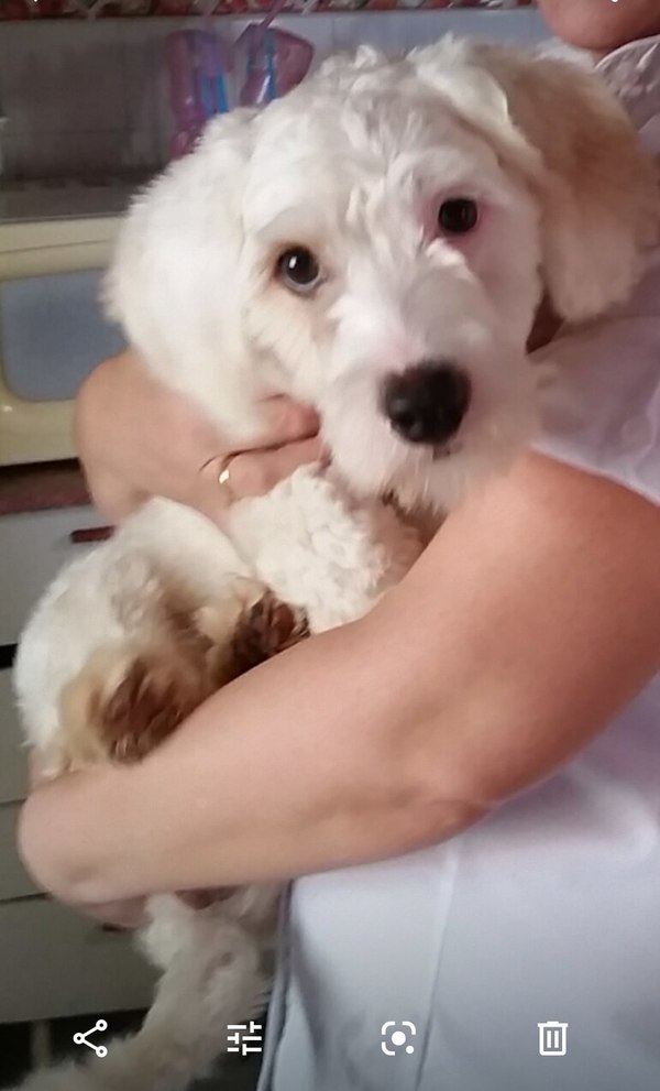 Otto - Encontrá a tu mascota - ABC Color