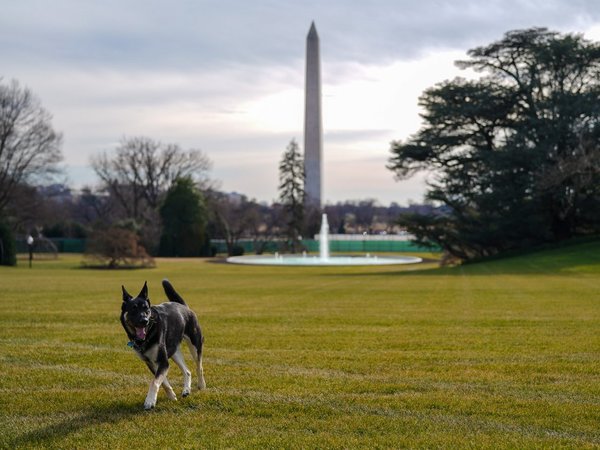 La llegada de Major y Champ Biden a la Casa Blanca