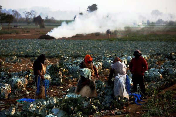 Agricultores guatemaltecos son optimistas con sus perspectivas para 2021 - MarketData
