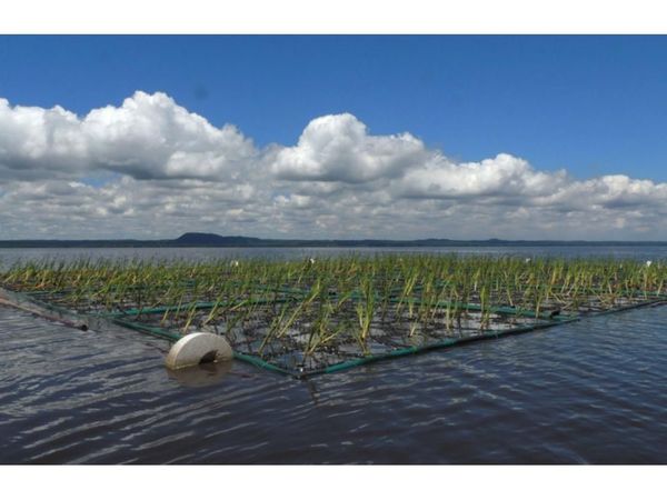 Buscan limpiar lago con islas flotantes