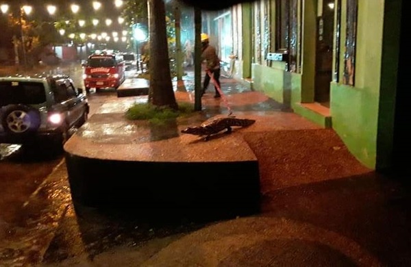 Reptiles transitan por las calles de Itá