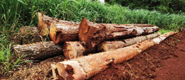Constatan una tala indiscriminada de árboles nativos en reserva de Yguazú
