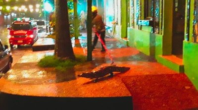 Yacarés de la laguna de Itá ganan la calle en una noche lluviosa - Nacionales - ABC Color