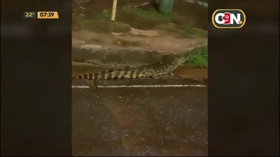 Yacarés invadieron calles de Itá debido a las lluvias - C9N