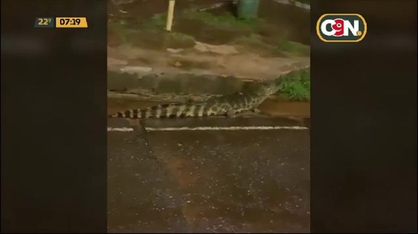 Yacarés invadieron calles de Itá debido a las lluvias - C9N