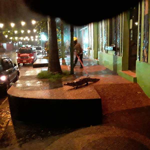 Bomberos de Itá rescataron a siete yacarés que luego de las intensas lluvias salieron de paseo por las calles de la ciudad