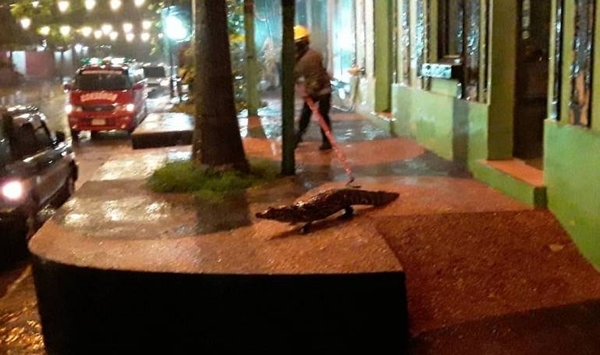 HOY / Yacarés de Laguna de Itá dieron un paseo por la ciudad tras la intensa lluvia