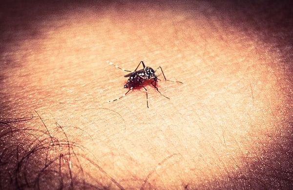 Ministerio de Salud y municipios delinean acciones contra el dengue | .::Agencia IP::.